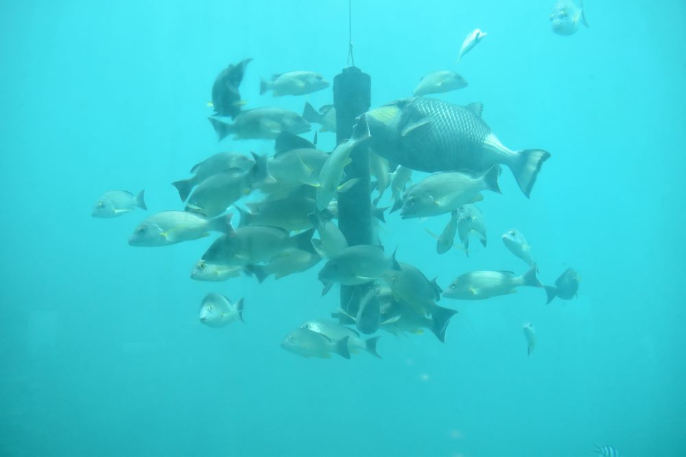 フィッシュアイ海中展望塔で観察できる熱帯魚